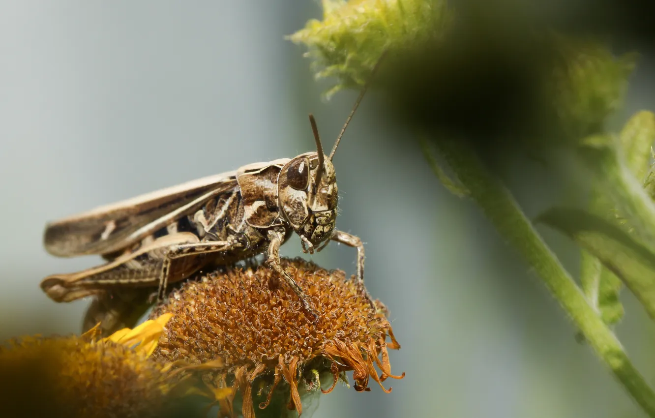 Фото обои цветы, стебель, кузнечик