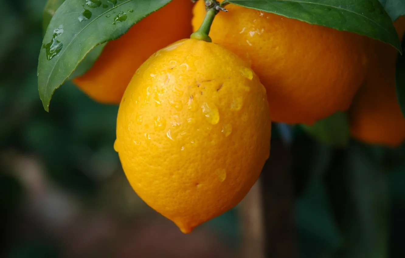 Фото обои acid, lemon, fruit