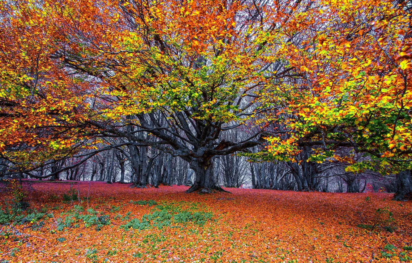 Фото обои осень, лес, дерево