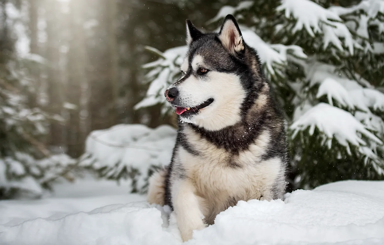 Фото обои зима, лес, снег, собака, Маламут