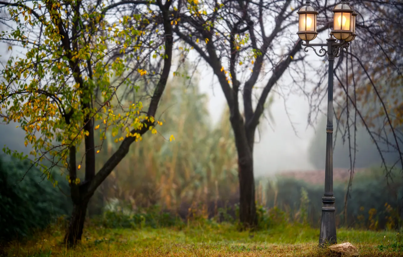 Фото обои деревья, туман, парк, фонари, боке
