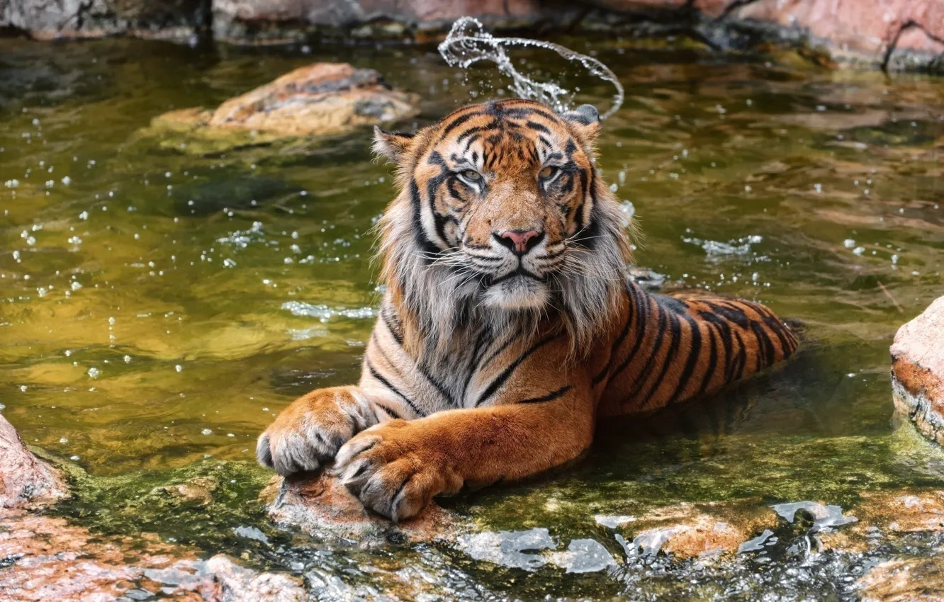 Фото обои тигр, хищник, купание, дикая кошка, зоопарк, водоём