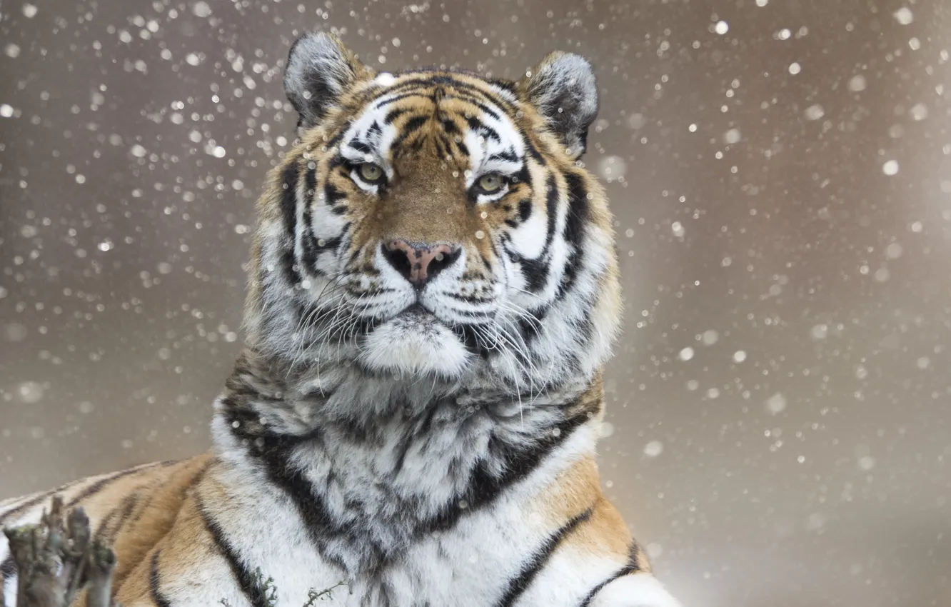 Фото обои зима, взгляд, снег, тигр