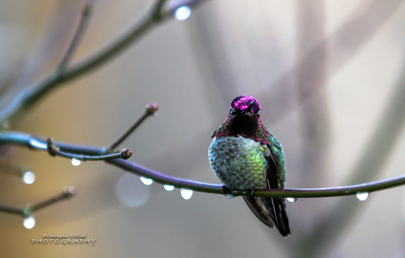 Фото обои birds, annas, wide.best