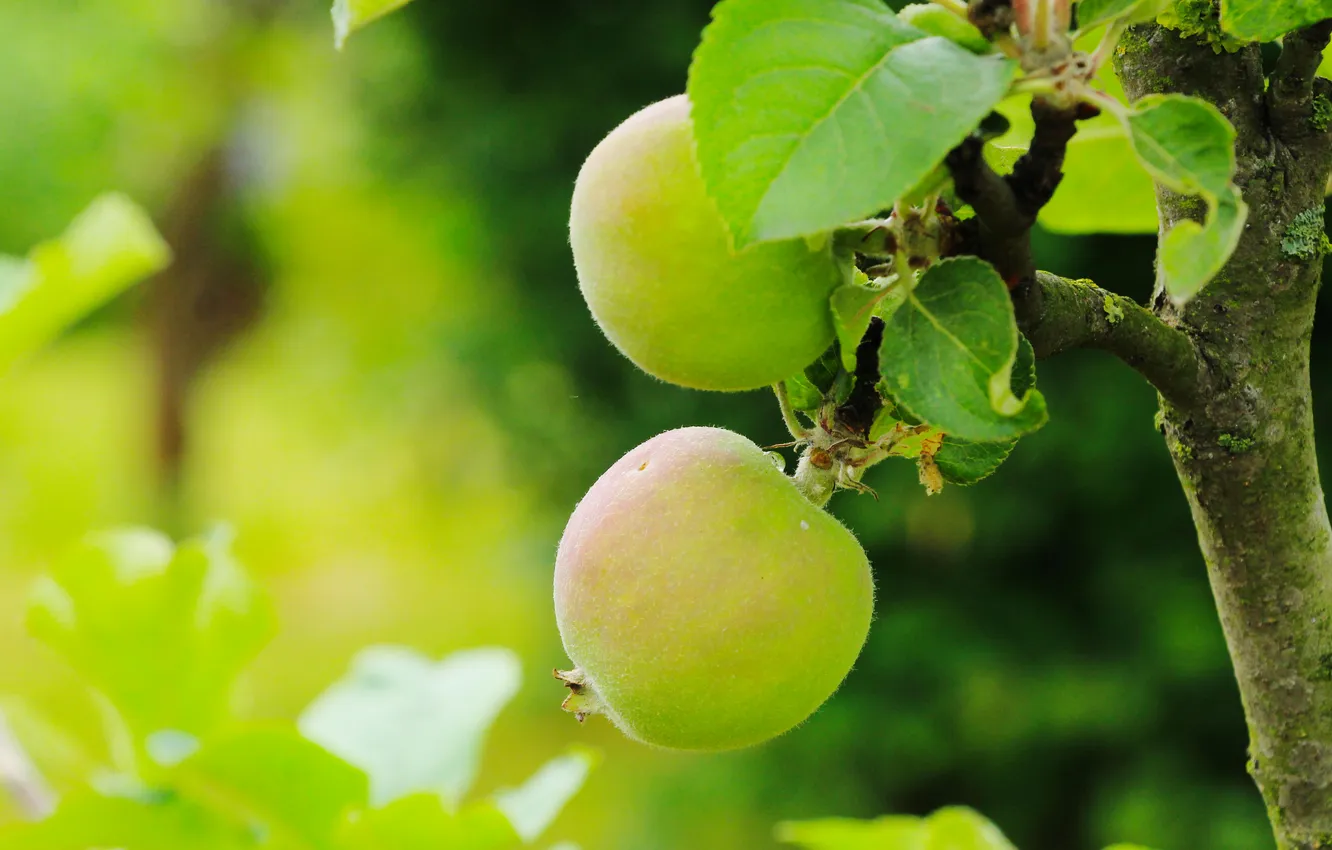 Фото обои tree, fruit, aple
