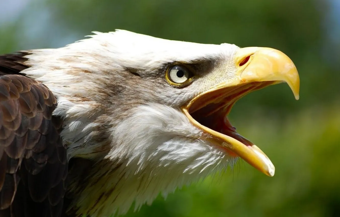 Фото обои feathers, eagle, beak, Haliaeetus leucocephalus