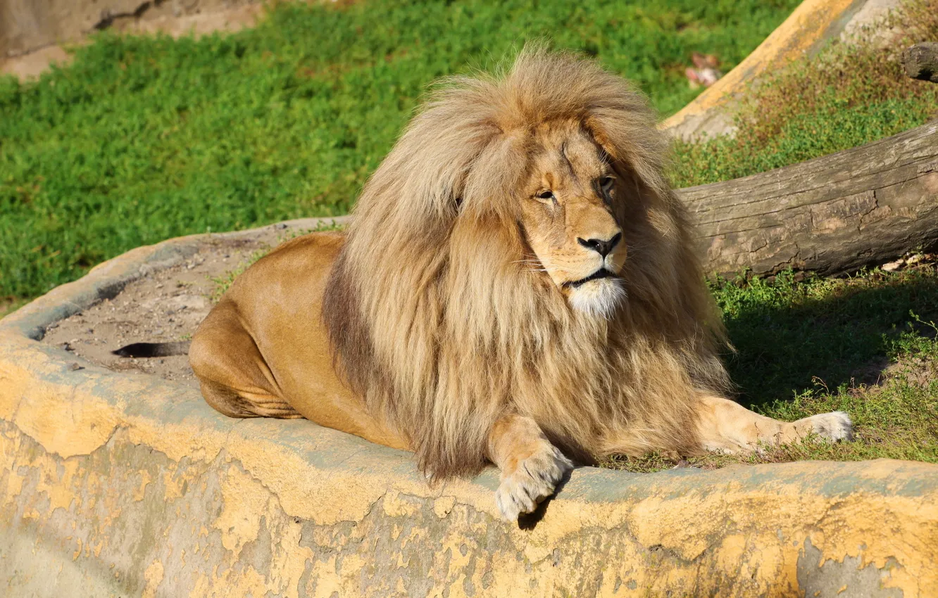 Фото обои отдых, хищник, лев, грива