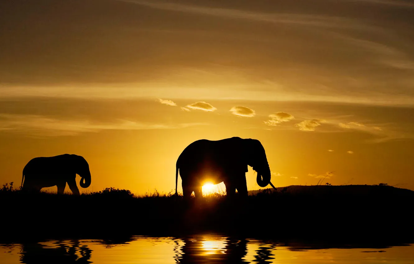 Фото обои животные, закат, природа, берег, тень, вечер, слоны