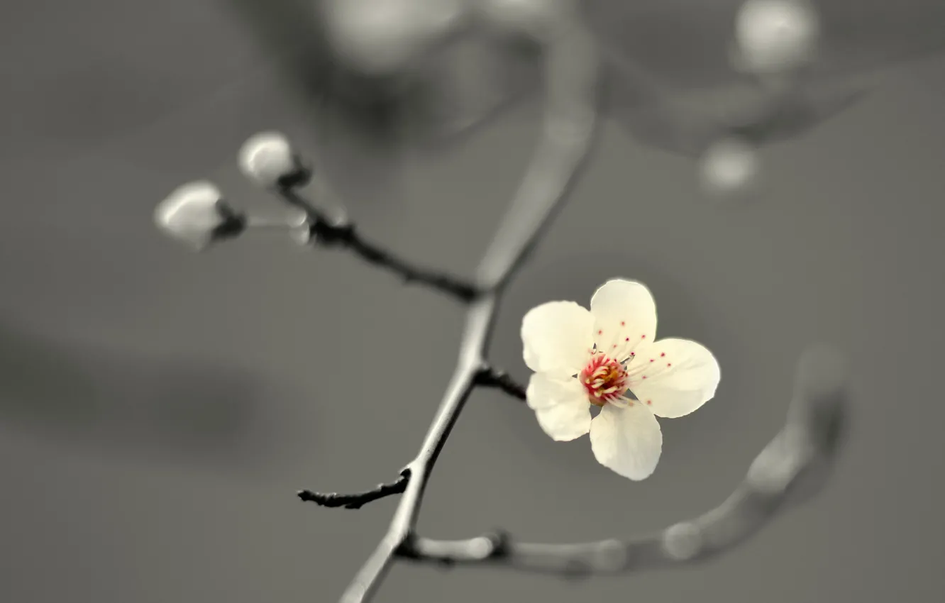 Фото обои flower, cherry blossom, petals, branch, buds