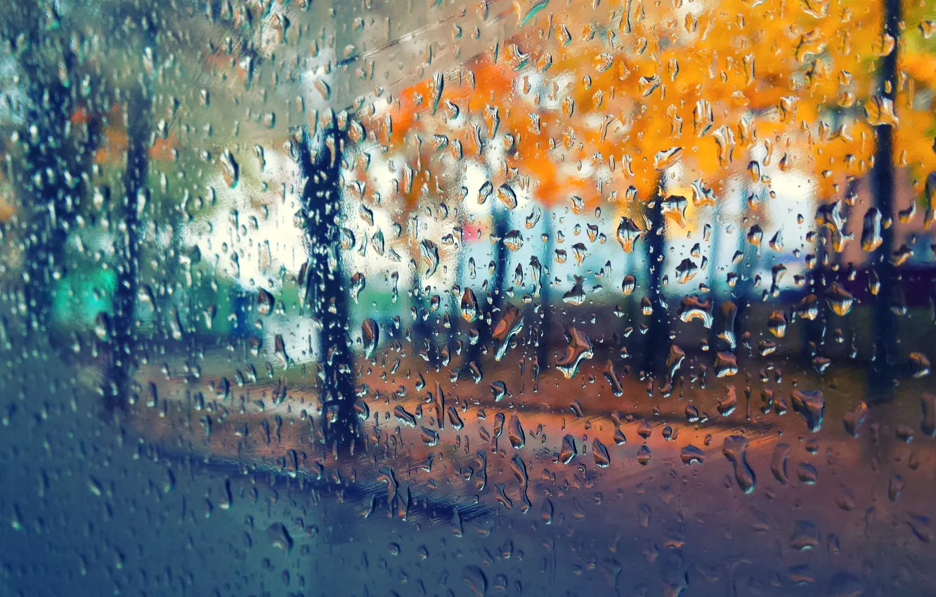 Фото обои осень, капли дождя, золотая листва