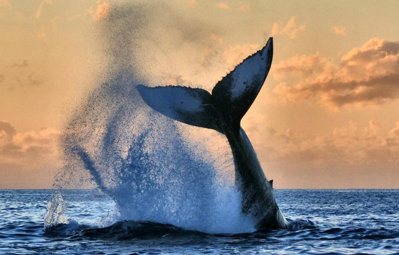 Фото обои ocean, water, whale