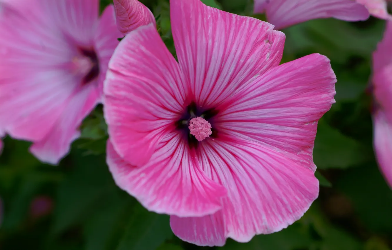 Фото обои Pink flowers, Розовые цветы, Штокроза розовая, Hollyhock