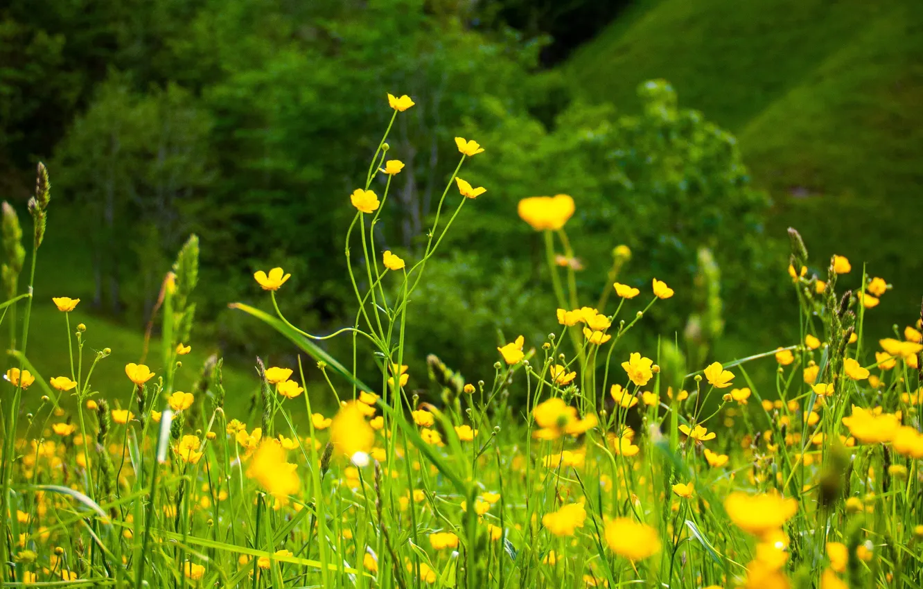 Фото обои зелень, лето, цветы, природа, summer, nature, yellow, жёлтые