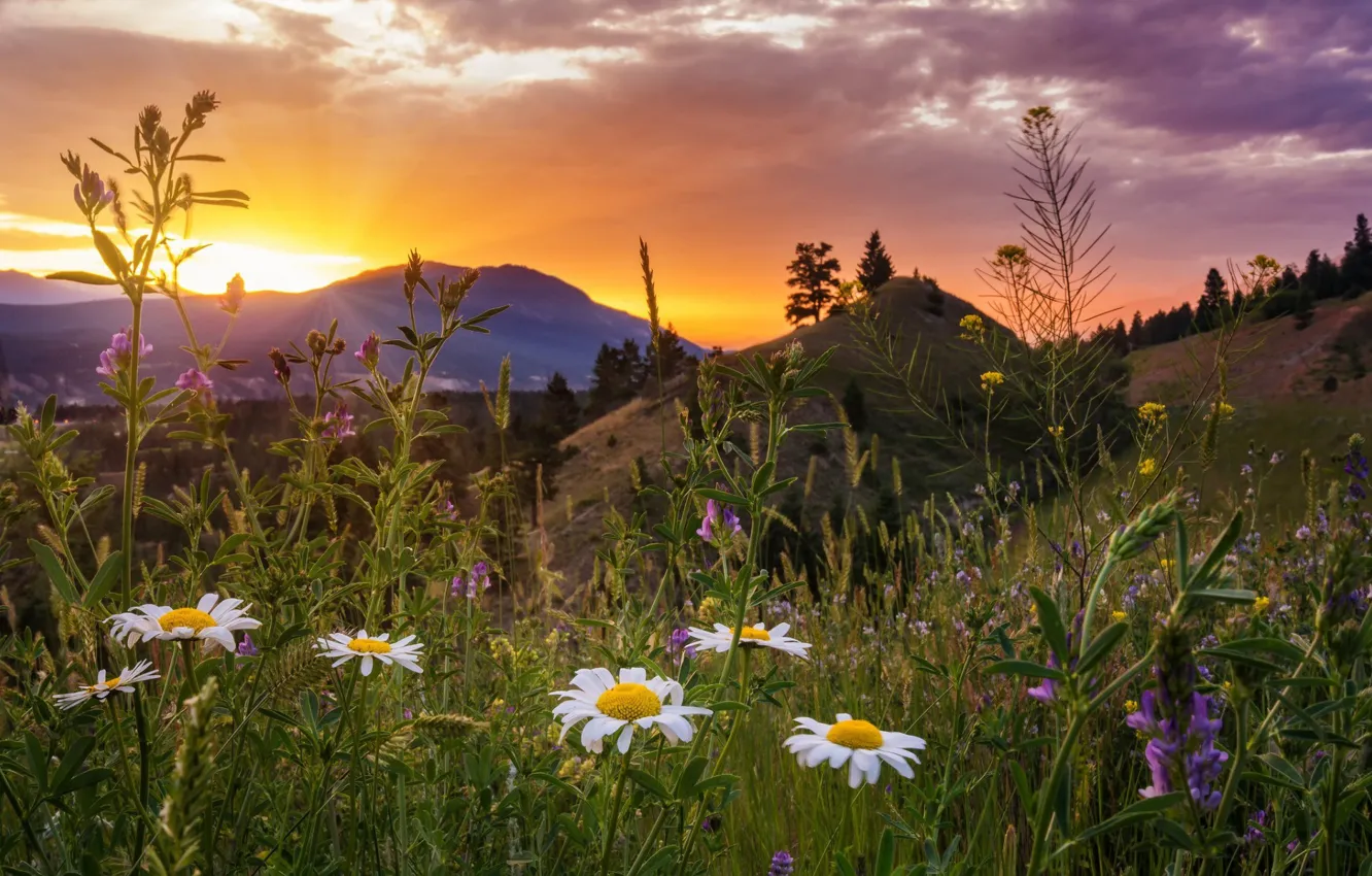 Фото обои лето, пейзаж, закат, цветы, горы, природа, травы