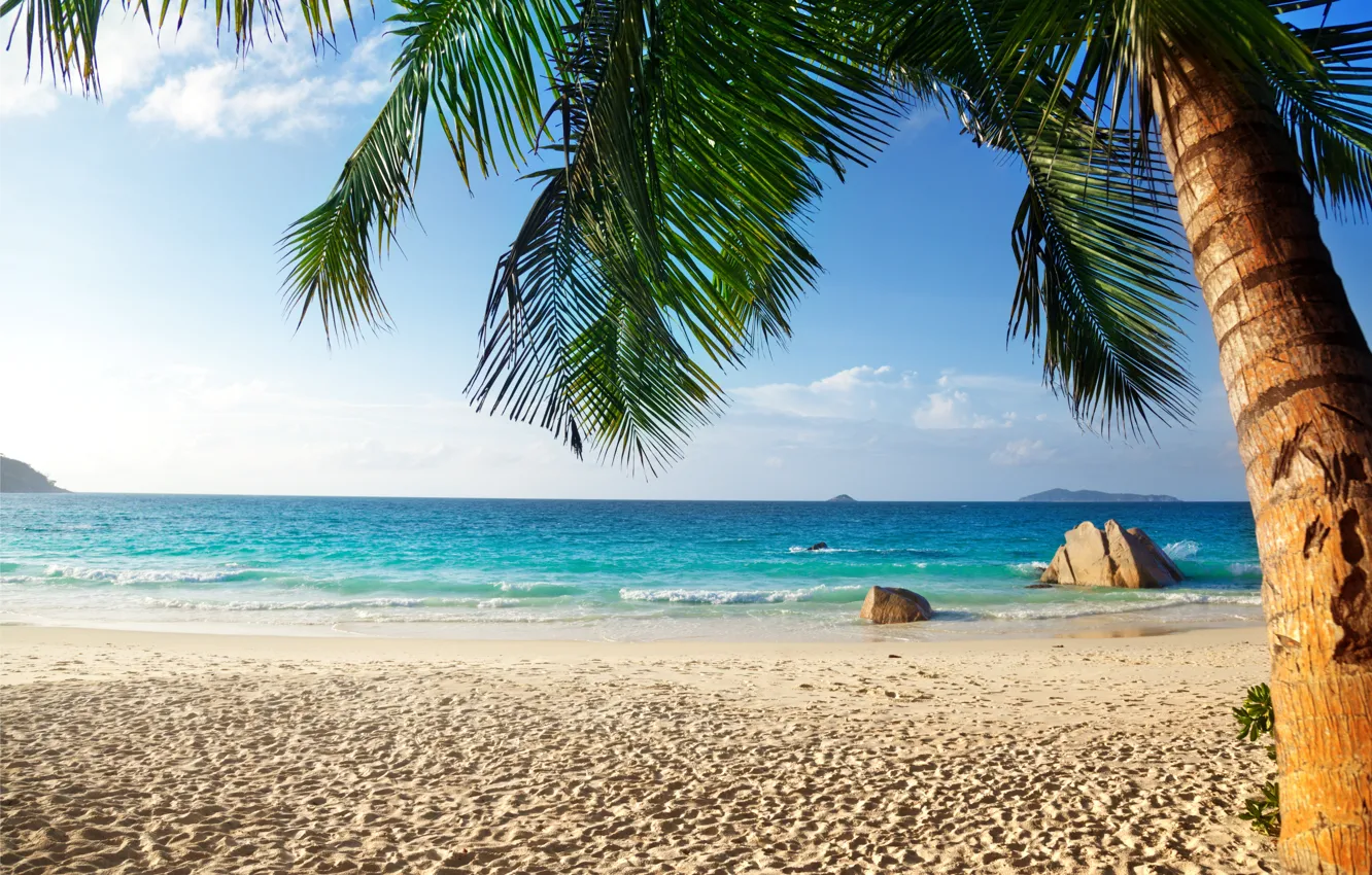 Фото обои песок, море, пляж, тропики, пальмы, берег, summer, beach