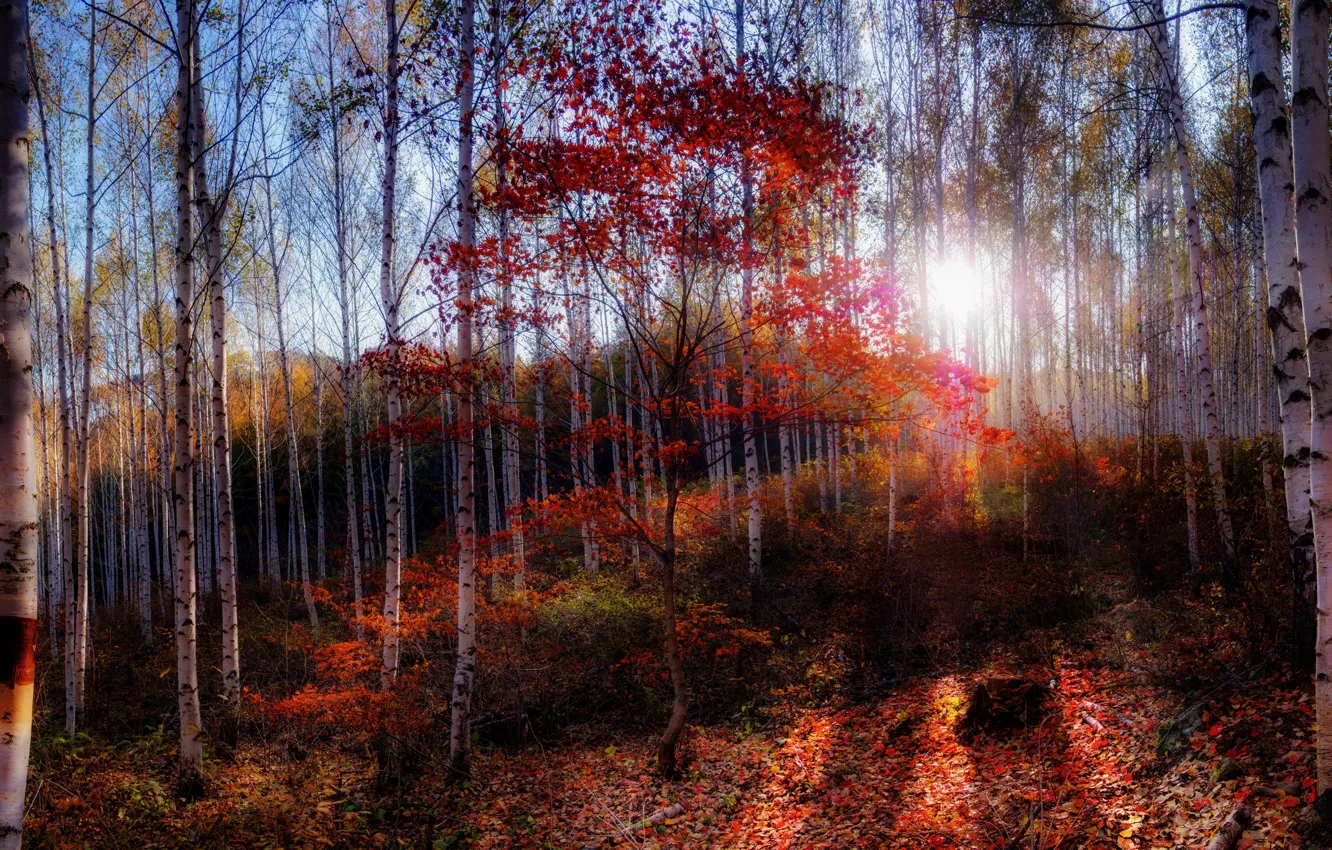 Фото обои осень, лес, утро