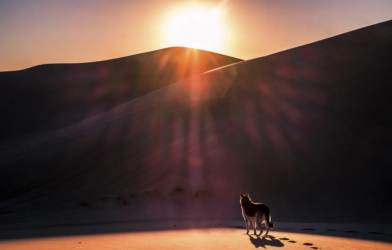 Фото обои sunset, dog, sand, dunes