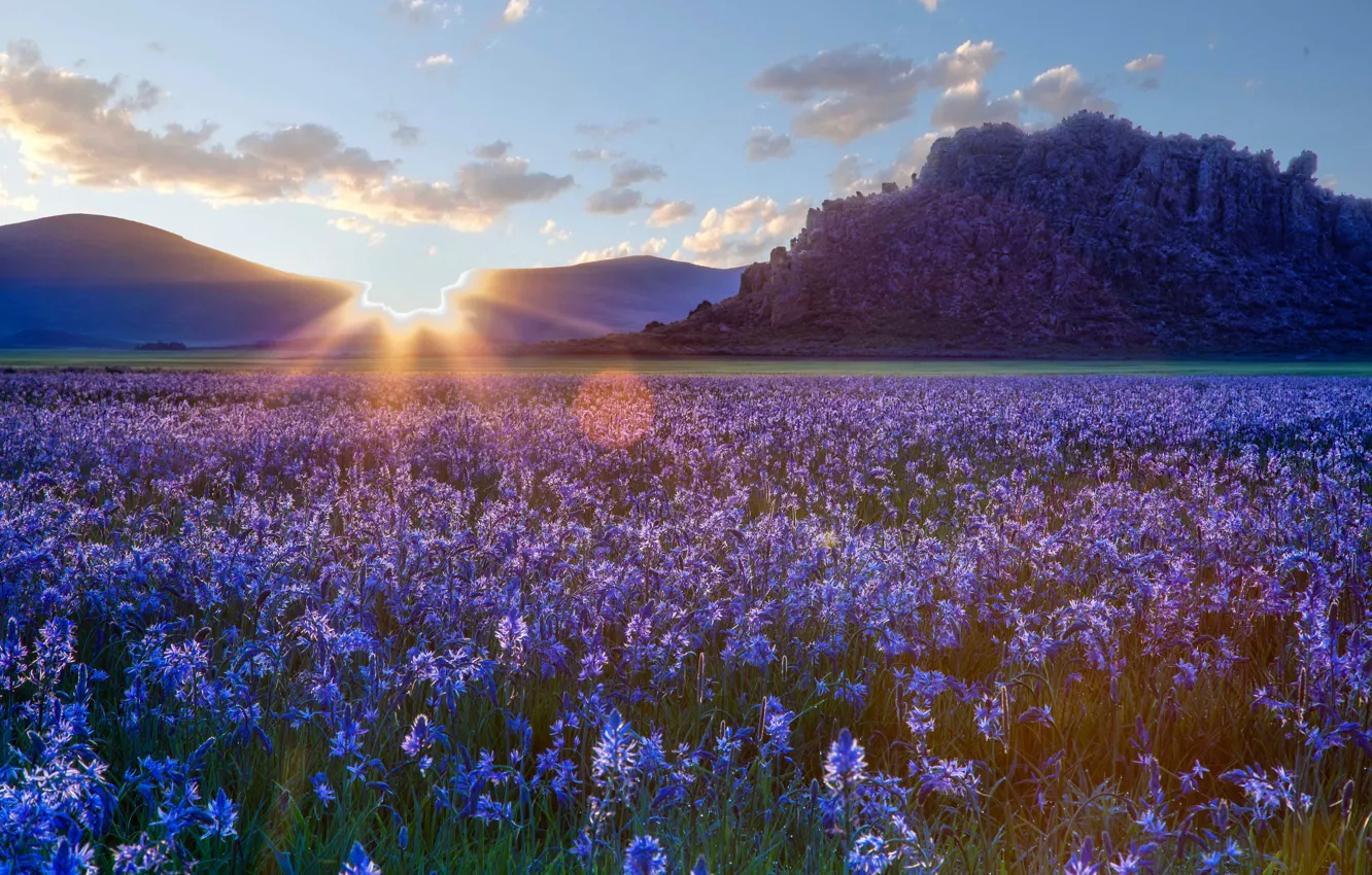 Фото обои цветы, степь, восход, рассвет, прерия, Idaho, Айдахо, камассии