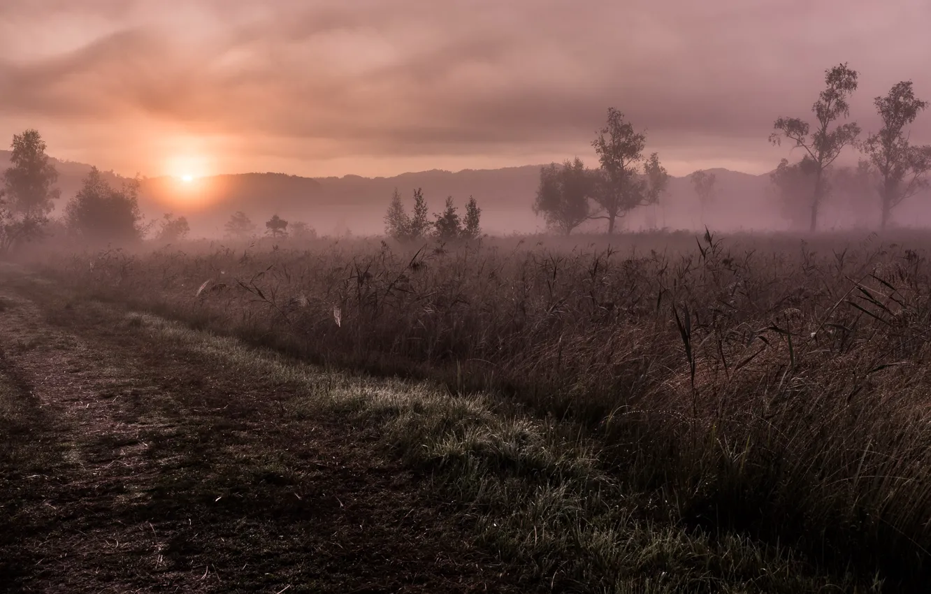 Фото обои дорога, поле, закат, туман