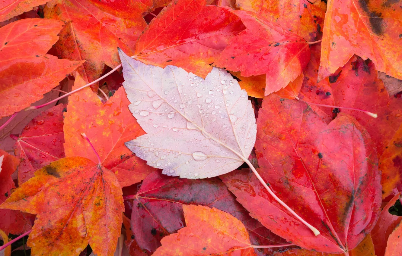 Фото обои осень, макро, лист, листва