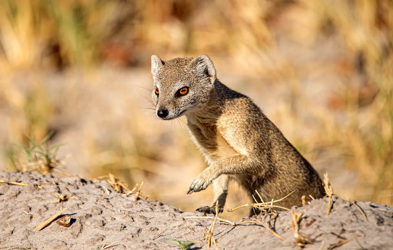 Фото обои поза, мордочка, мангуст, mongoose, Birger Strahl