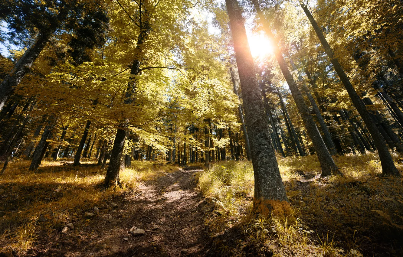 Фото обои осень, лес, листья, деревья, парк, colorful, forest, landscape