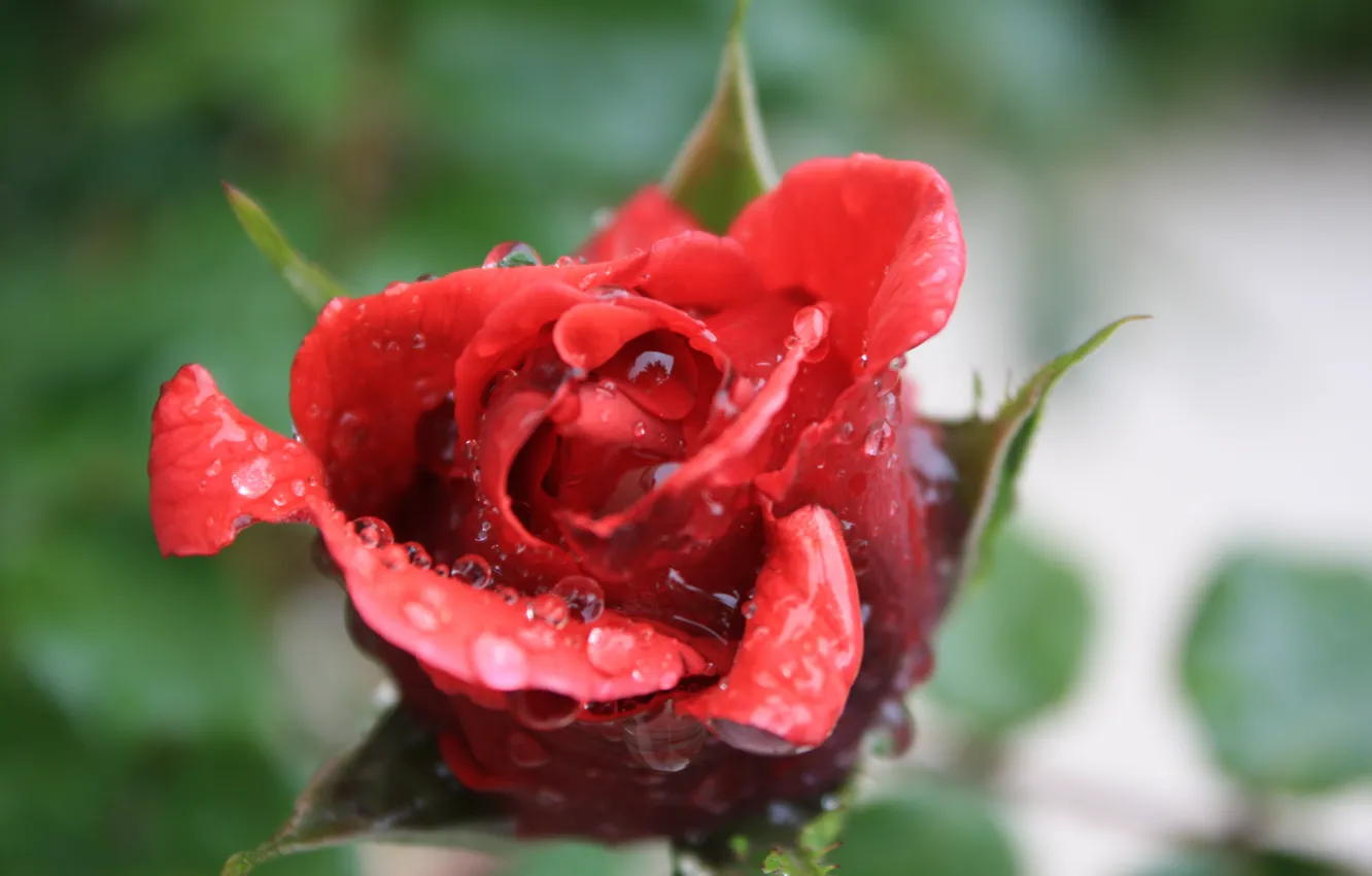 Фото обои Капли, Red rose, Drops, Красная роза