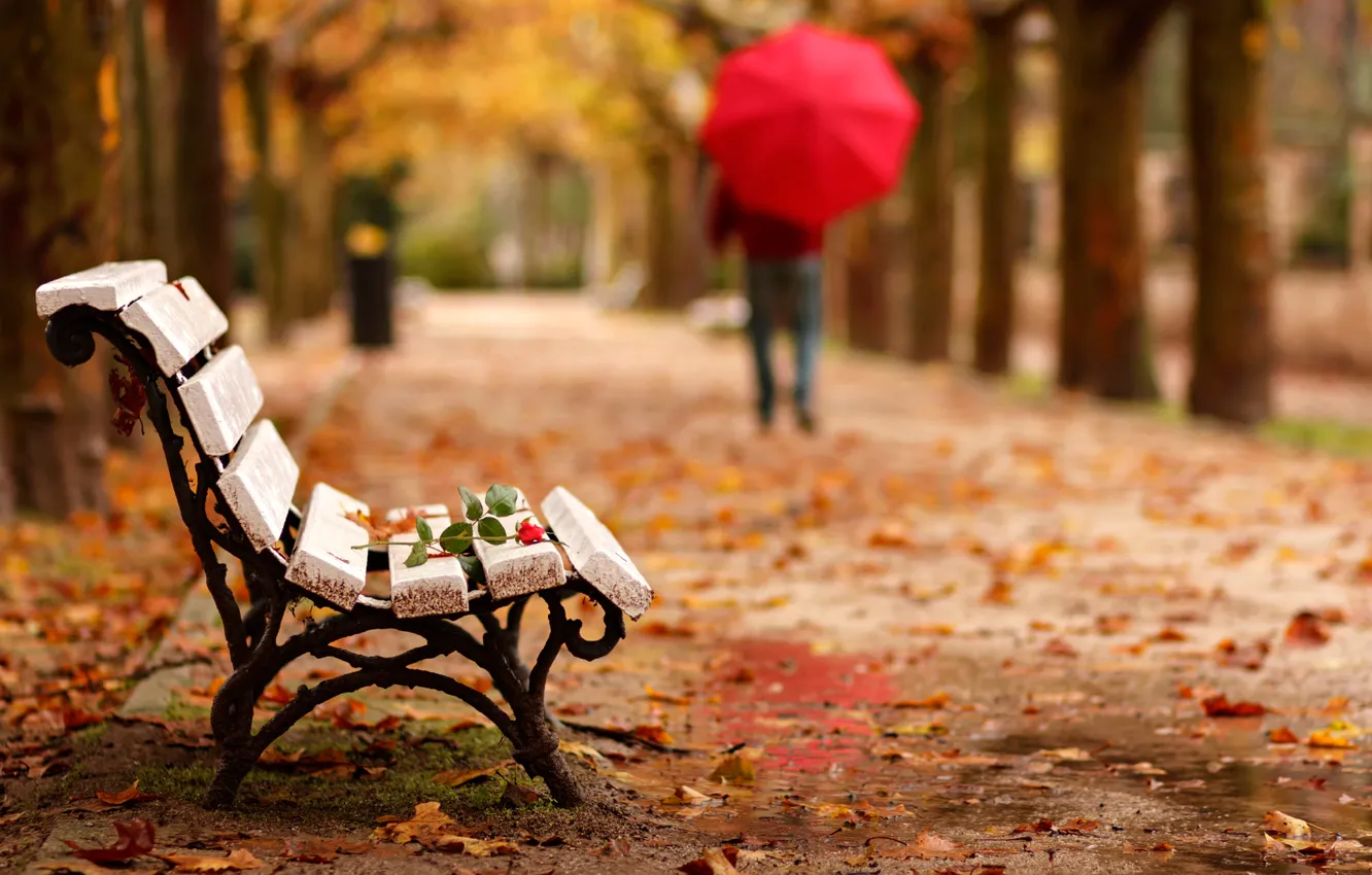 Фото обои осень, цветок, парк, роза, человек, зонт, скамья, goodbye
