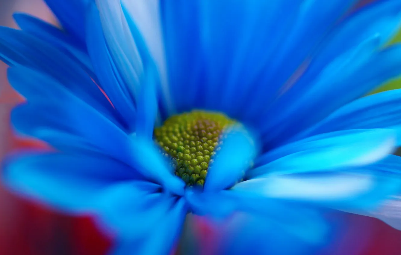 Фото обои цветок, макро, ромашка, голубая