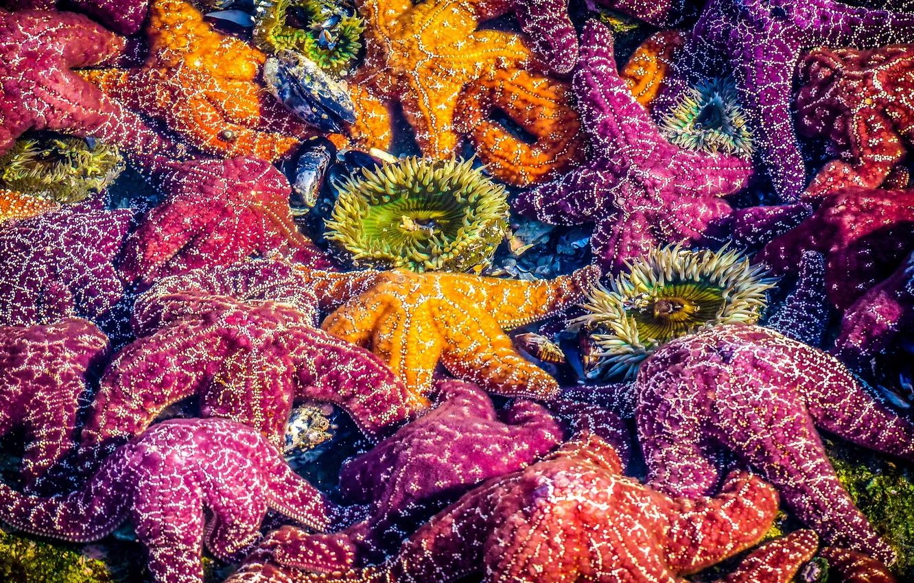Фото обои California, Laguna Beach, Sea Stars, Mosaic