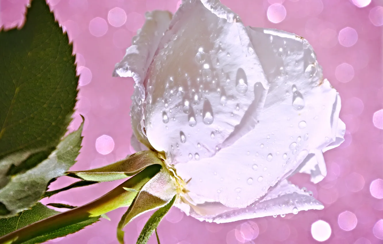 Фото обои цветок, вода, капли, роса, роза, лепестки, бутон