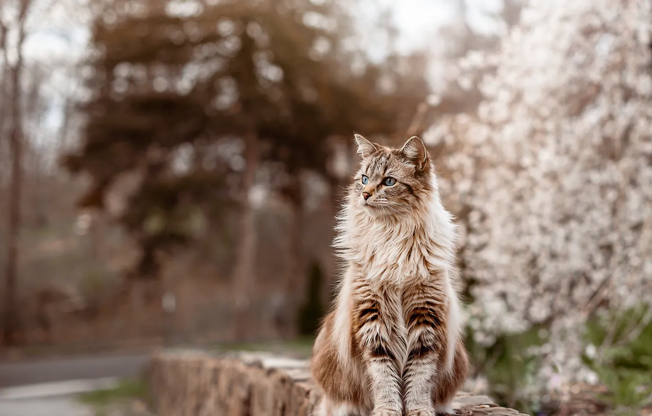Фото обои кошка, кот, парк, камни, сад