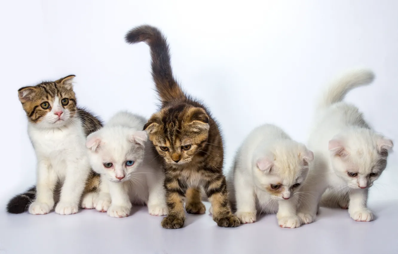 Фото обои кот, кошки, котята, белый фон