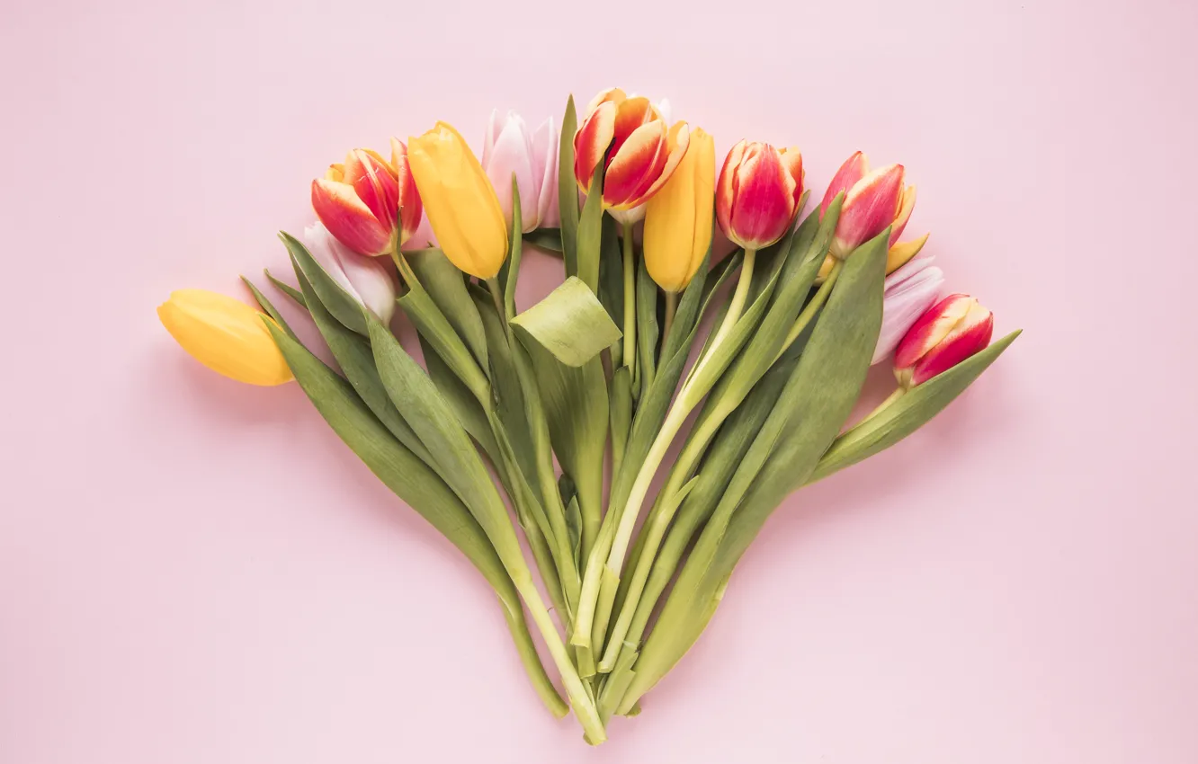 Фото обои цветы, colorful, тюльпаны, fresh, flowers, tulips, spring, multicolored