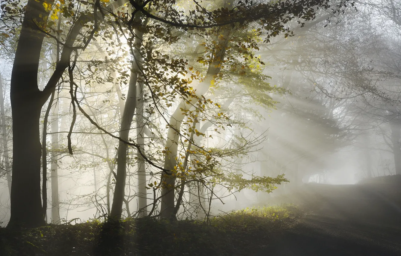 Фото обои дорога, осень, свет, природа, туман, утро