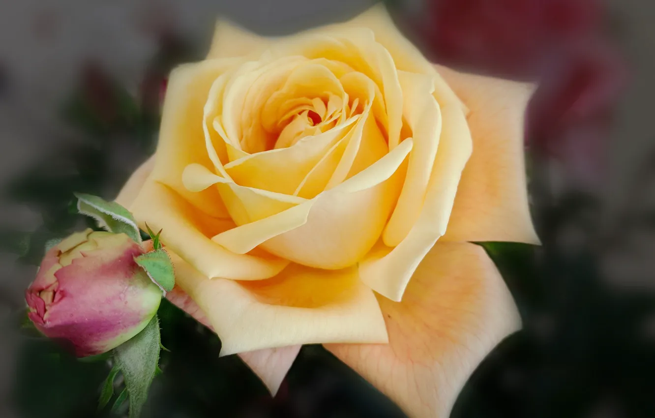 Фото обои макро, бутон, жёлтая роза