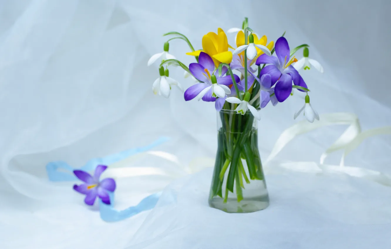 Фото обои цветы, нежность, красота, растения, весна, подснежники, крокусы, натюрморт