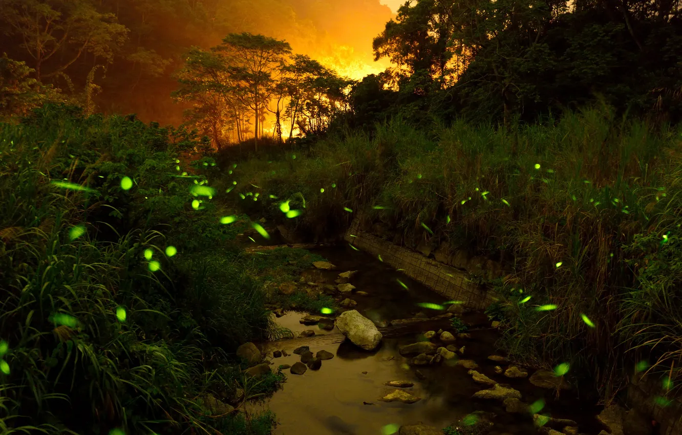 Фото обои лес, свет, горы, ночь, светлячки, ручей, камни