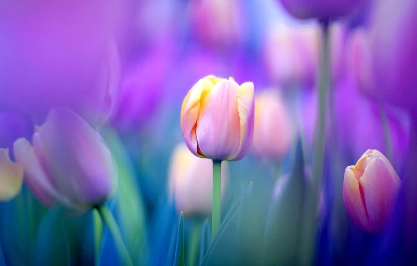 Фото обои поле, природа, обои, луг, тюльпаны