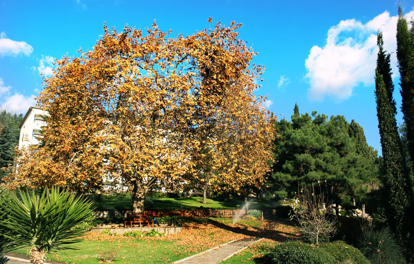 Фото обои осень, небо, листья, облака, Дерево