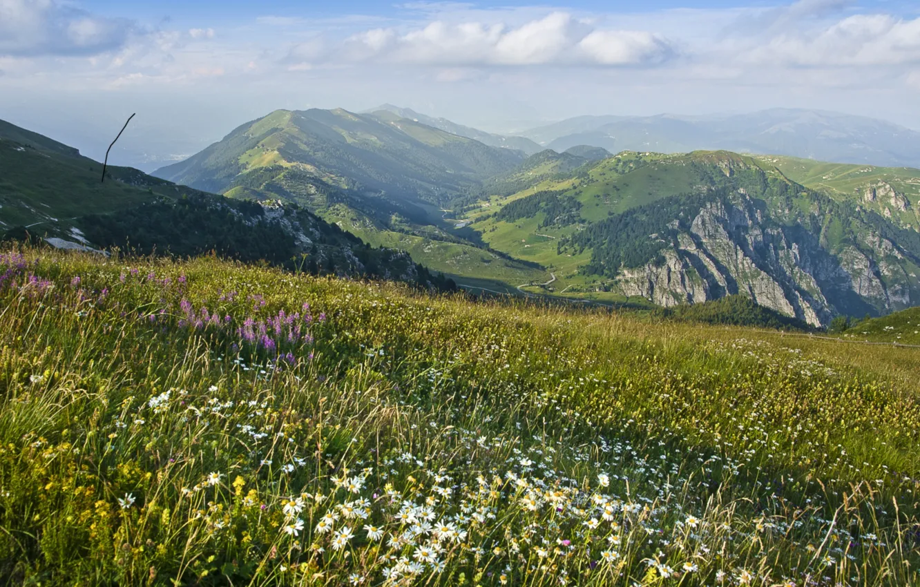 Фото обои цветы, горы, ромашки, долина, луг