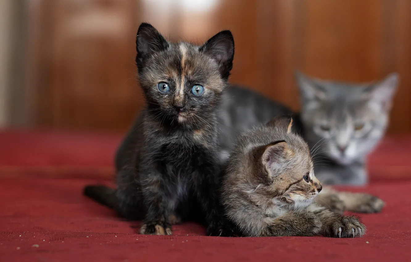 Фото обои взгляд, кошки, поза, темный фон, котенок, мордочка, котята, парочка