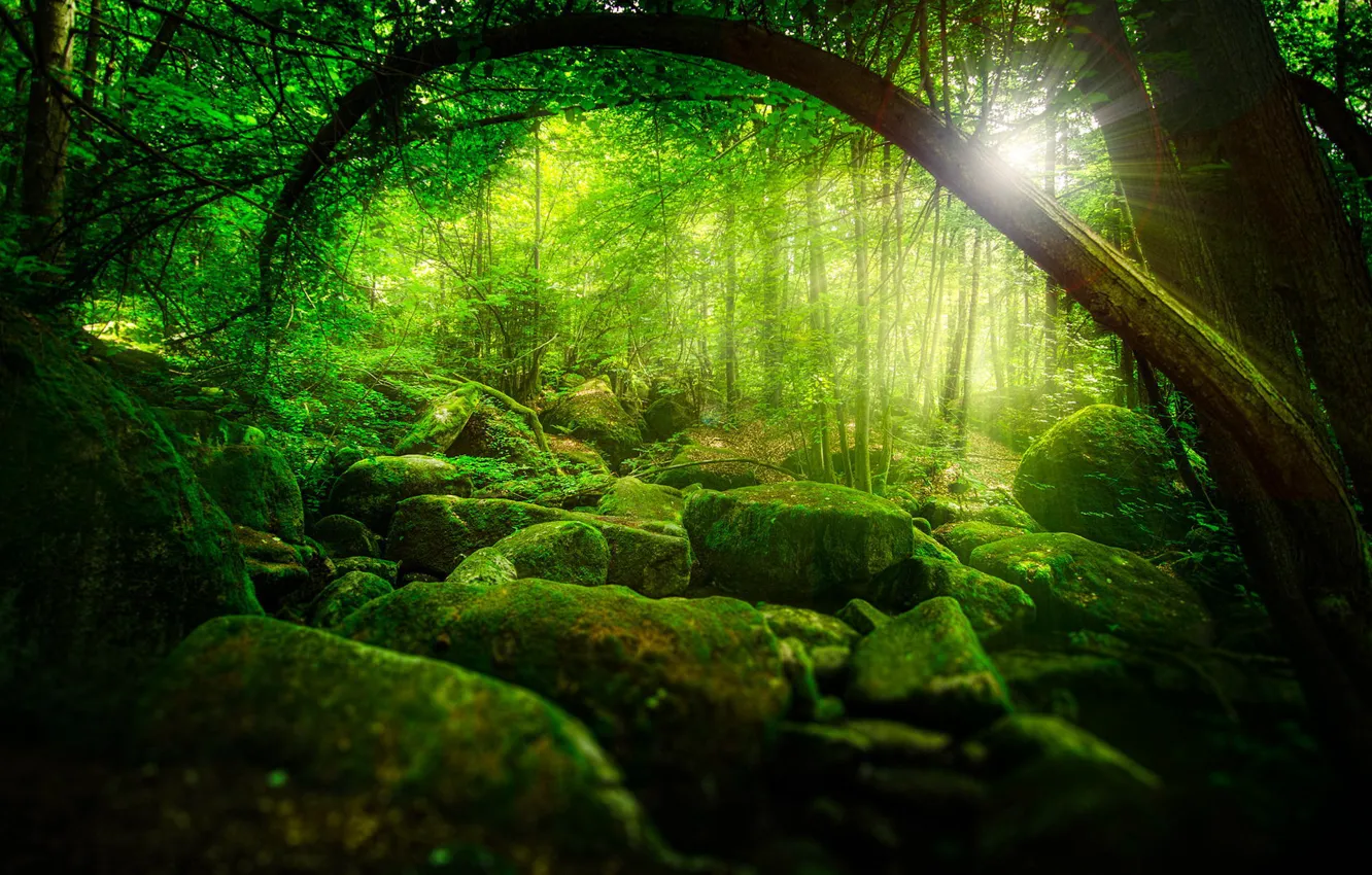 Фото обои зелень, лес, солнце, лучи, деревья, природа