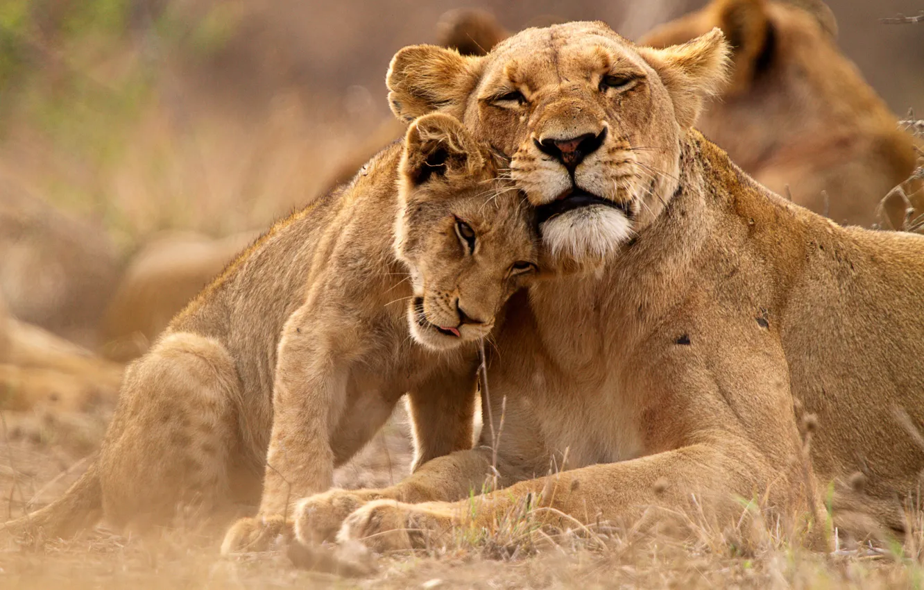 Фото обои Котенок, Львица, Львенок, Lions, Большая кошка, Uganda, Уганда, Queen Elizabeth National Park