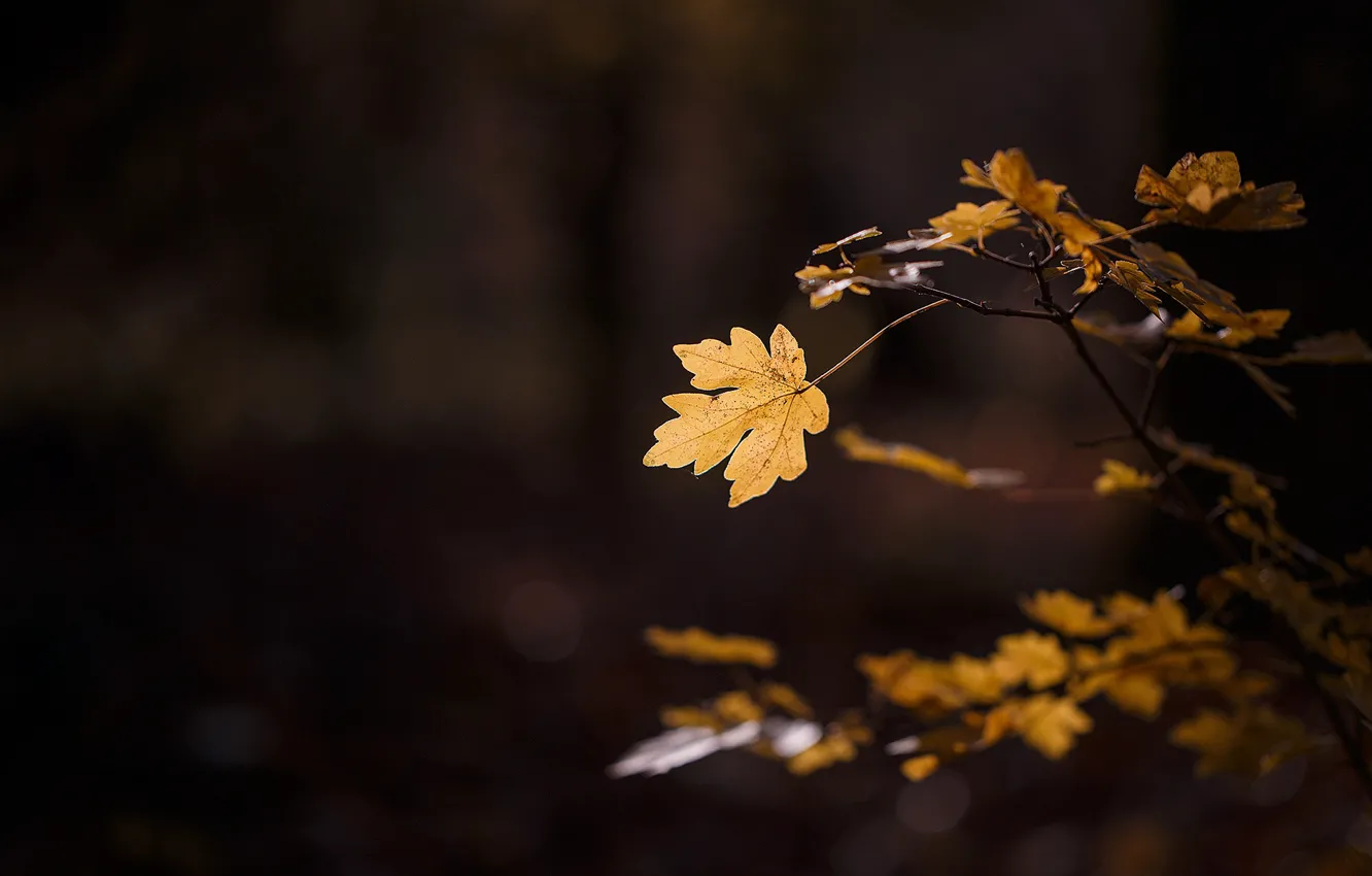 Фото обои осень, макро, свет, лист, листва, ветка, листик, тёмный фон
