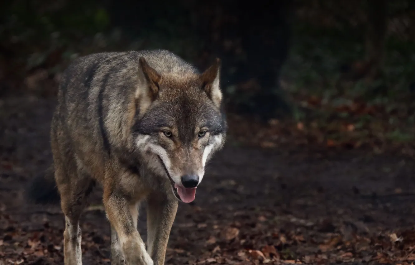 Фото обои nature, face, animal, wolf, wildlife, head, fur, mammal