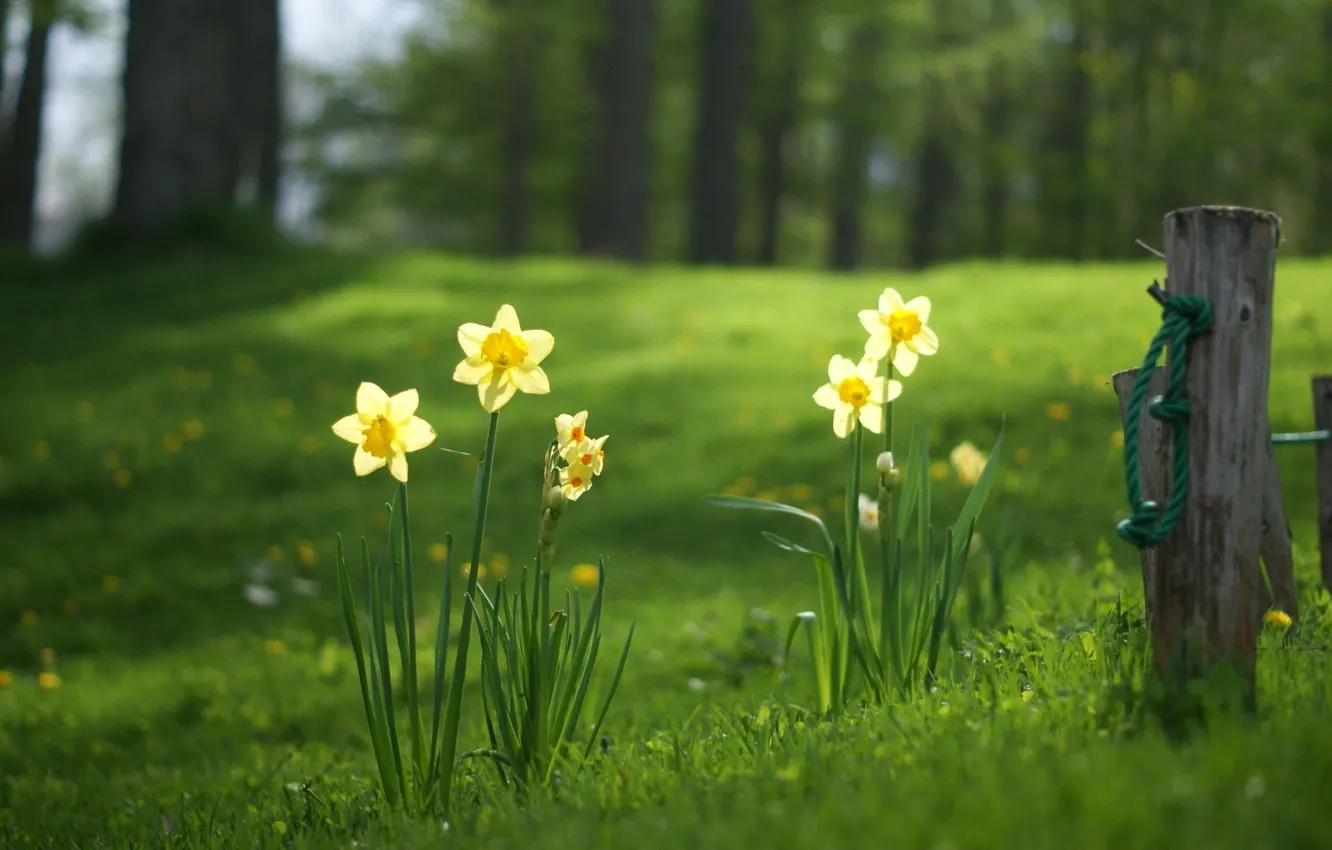 Фото обои поле, цветы, ограда, grass, trees, nature, flowers, landscapes