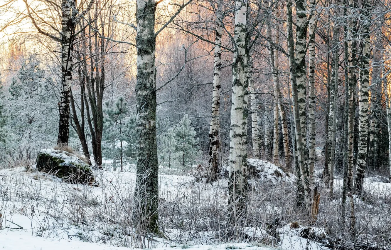 Фото обои зима, лес, природа, берёзы, Смешанные