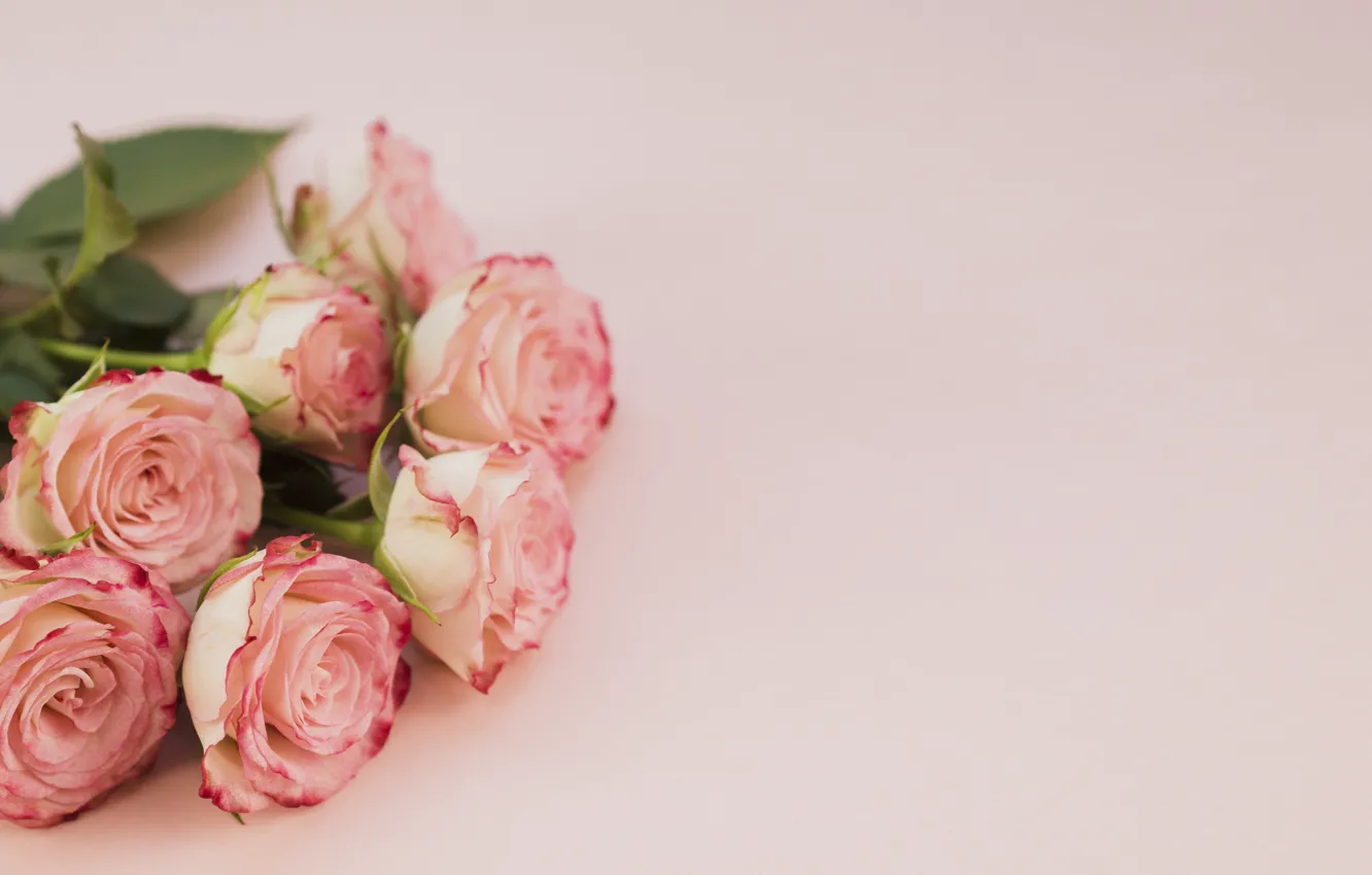 Фото обои розы, букет, Розовый, Лепестки, Красивый, Прекрасный