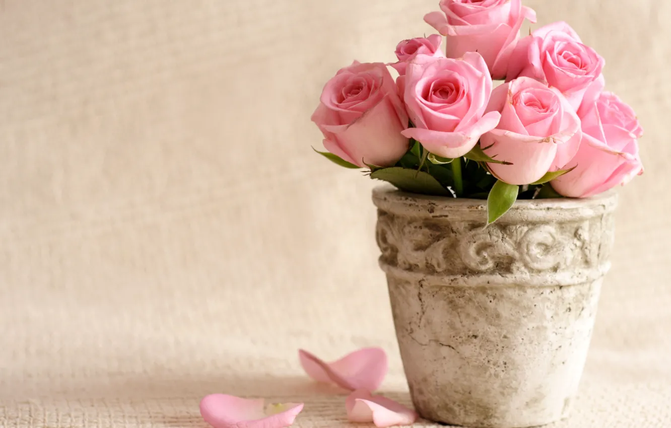 Фото обои цветы, розы, лепестки, горшок, розовые, вазон